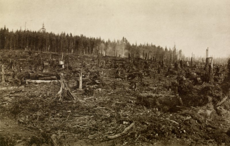 1885 view of cleared forest in Granville, now Vancouver, BC. Copy of photograph titled “clearing for a new city (Vancouver) at Granville.’ . From "Wanderings with a Camera" by Erskine Beveridge. Photo: Erskine Beveridge, RCAHMS, DP050372.